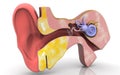 3D illustration of inner ear .Cochlea