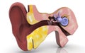 Cross section of inner ear
