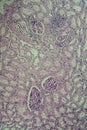 Cross section of the kidney with Glumeroli Royalty Free Stock Photo