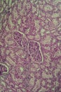 Cross section of the kidney with Glumeroli Royalty Free Stock Photo