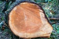 Cross section in a large pine tree, California Royalty Free Stock Photo