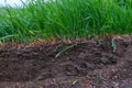 Cross section of lawn showing green grass roots at ground level black soil Royalty Free Stock Photo