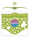 Cross Section of Leaf Diagram. Vector illustration