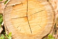 Cross section of log