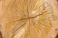 cross section of log with crack, annual rings used for dendrochronology and determining climate in place where tree grow Royalty Free Stock Photo