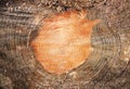 Cross section log texture Royalty Free Stock Photo