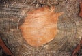 Cross section log texture. Royalty Free Stock Photo