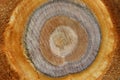 Cross section log texture. Slice of cherry tree. Top view Royalty Free Stock Photo