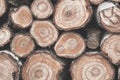 Cross section of many tree trunks. Matte colors Royalty Free Stock Photo