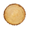 Large maple tree slice cut from the woods. Textured surface with rings and cracks. Neutral brown background made of hardwood