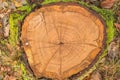 Cross-section with moss-covered tree trunk of Quercus robur Royalty Free Stock Photo