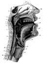 Cross section of the mouth, nasal cavities and throat.