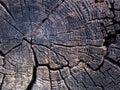 Cross section of natural wood. texture. Old tree trunk background, growth rings Royalty Free Stock Photo