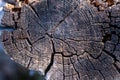 Cross section of natural wood. texture. Old tree trunk background, growth rings Royalty Free Stock Photo