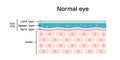 Cross section of normal eye surface. flat vector illustration Royalty Free Stock Photo