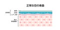 Cross section of normal eye surface. flat vector illustration Japanese Royalty Free Stock Photo