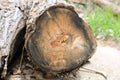 Cross section of old dry tree stump Royalty Free Stock Photo