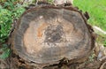 Cross section of old dry tree stump Royalty Free Stock Photo