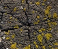 Cross section of old wooden log, cracked and dried out with growth rings and lichen growing on surface