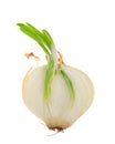 Cross section of an onion gone to seed, sprouting. Isolated Royalty Free Stock Photo