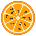 Cross-Section of Orange Fruit with Cloves Illustration Holiday Decoration Graphic Element Royalty Free Stock Photo