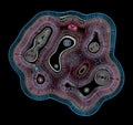 Cross Section Of An Organic Cell With Intracellular Organelles