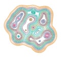 Cross Section Of An Organic Cell With Intracellular Organelles