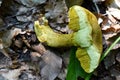 Ornate-stalked Bolete or Goldstalk Mushroom