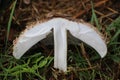 Cross section of parasol mushroom (Macrolepiota procera) Royalty Free Stock Photo