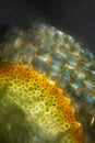 Cross section of a peat moss stem, showing hyaline cells