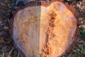 Cross section of pine trunk that was cut down