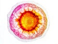 A cross section of a plant cell Royalty Free Stock Photo