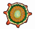 Cross section of a plant. Histological specimen