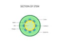 Cross section of a plant stem, dicot