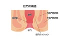 Cross section of rectum and anus / vector illustration Japanese