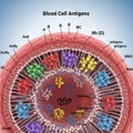 Cross-section of a red blood cell displaying various antigens on its surface Royalty Free Stock Photo