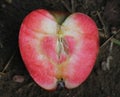 Cross-Section Of Red Love Apple