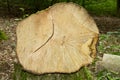 Cross section of the trunk of a Common ash tree