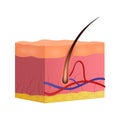 Cross section of Skin and hair . Dermatological system . Realistic design . Isolated . Vector illustration