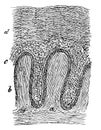 Cross section of the skin thighs.