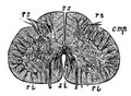 Cross section of the spinal cord. Royalty Free Stock Photo