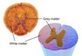 Cross-section of a spinal cord