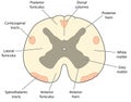 Cross section through spinal cord Royalty Free Stock Photo