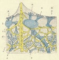 Cross section of Spongia officinalis. Antique engraved illustration of a bath sponge. Vintage illustration of a sea