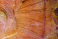 Cross section of spruce and larch lumber. Close-up. Background texture Royalty Free Stock Photo