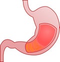 Cross section of stomach Royalty Free Stock Photo