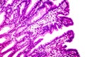 Cross section of stomach. Light micrograph showing stomach epithelium Royalty Free Stock Photo