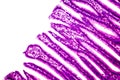 Cross section of stomach. Light micrograph showing stomach epithelium Royalty Free Stock Photo