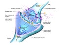 Cross section of a synapse or neuronal connection with a nerve cell