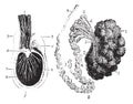 Cross section of the testis, epididymis and tunica vaginalis, vi